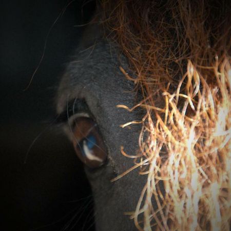 Sterrenhoeve Castricum Exteriér fotografie