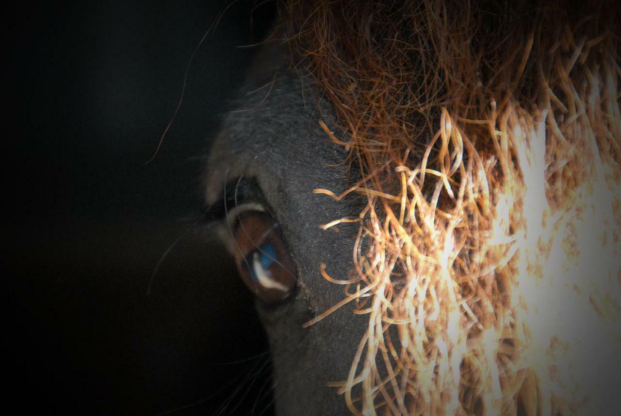 Sterrenhoeve Castricum Exteriér fotografie